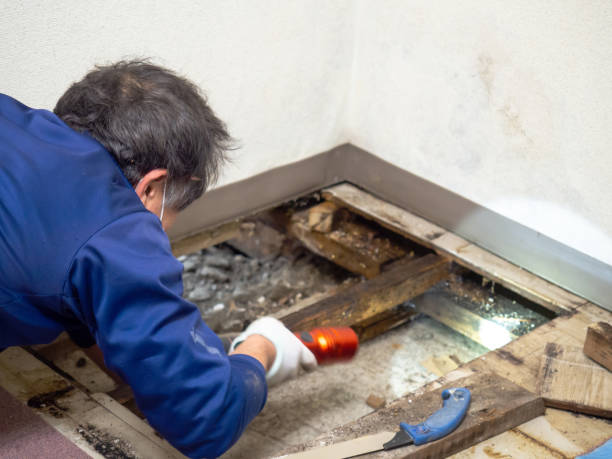 Best Mold Remediation  in Cedarville, OH