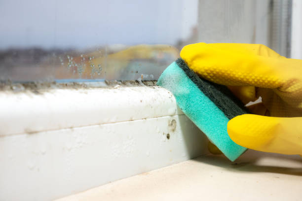 Best Emergency Mold Removal  in Cedarville, OH