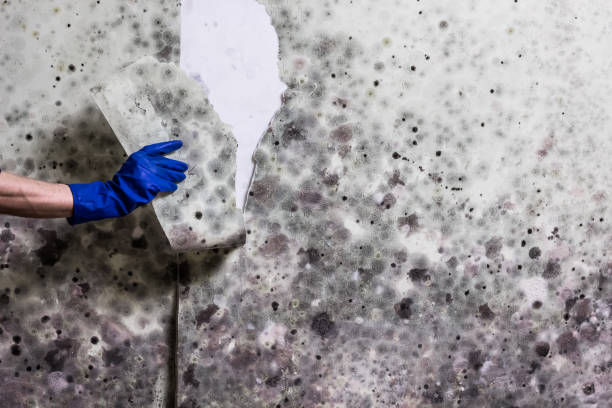 Best Mold Testing and Removal  in Cedarville, OH