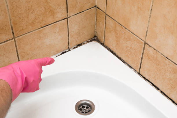 Best Commercial Mold Removal  in Cedarville, OH